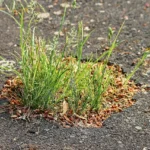 Potholes damaging car suspension